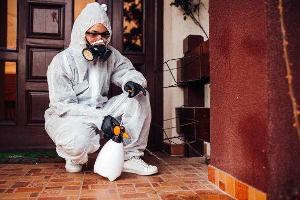 Attic and Crawl Space Rodent Treatment in Homestead Valley