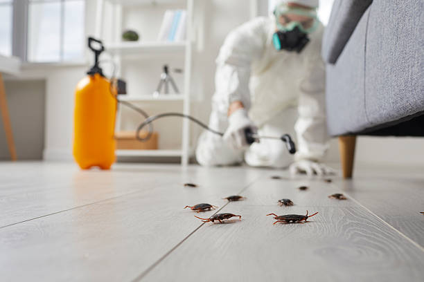 Commercial Rodent Management in Homestead Valley